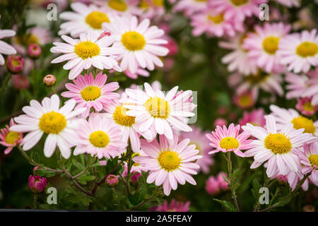 Fleurs blanc rose Banque D'Images