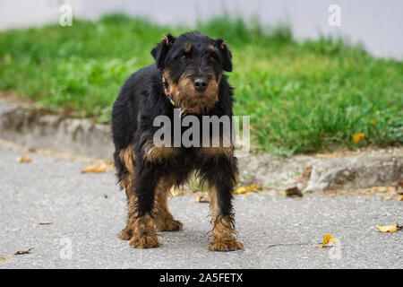 Terrier de chasse allemand (Deutscher Jagdterrier), vieille chienne Banque D'Images