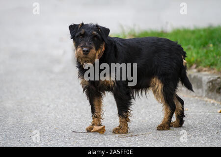 Terrier de chasse allemand (Deutscher Jagdterrier), vieille chienne Banque D'Images