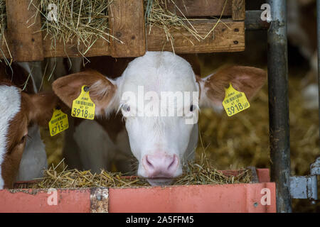 Veau de boucherie dans l'étable, sur une ferme traditionnelle Banque D'Images