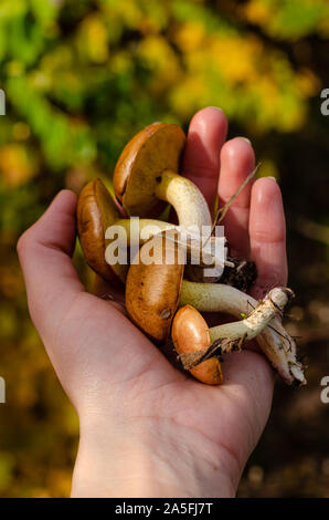 Femme hand holding freshly picked champignons huileux dans forêt d'automne. Close up, vertical Banque D'Images