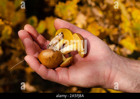 Male hand holding freshly picked champignons huileux dans forêt d'automne. Close up. La nature sauvage Banque D'Images