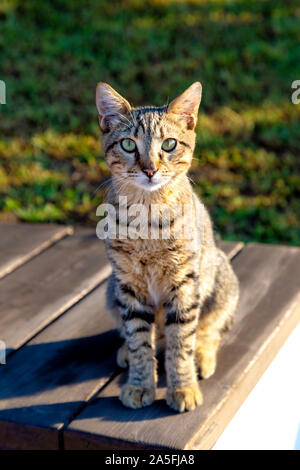 Les sans-abri stray cat dans le port de plaisance de Kas, Riviera turque, Turquie Banque D'Images