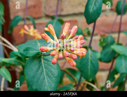 Le chèvrefeuille (Lonicera sempervirens) culture des fleurs sur une journée de printemps ensoleillée. Banque D'Images