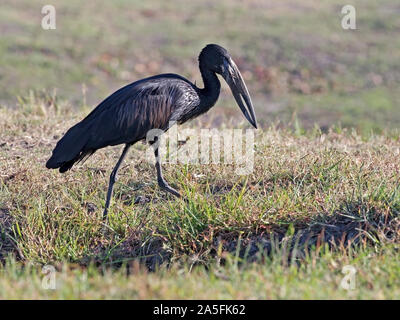 Ouvrez-billed stork africains debout Banque D'Images