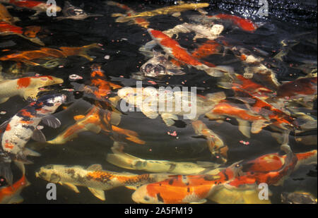 DIFFÉRENTES COULEURS D'UNE ÉCOLE DE KOI JAPONAIS DANS UN BASSIN EXTÉRIEUR DE KOI, AUSTRALIE. LA KOI EST UN SYMBOLE DE CHANCE, DE PROSPÉRITÉ ET DE BONNE FORTUNE AU JAPON. Banque D'Images