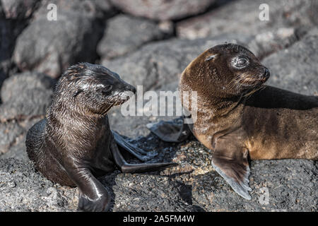 Les animaux des Galapagos - Galapagos otaries les petits à Punta Espinoza, Fernandina Island, îles Galapagos. La nature et la faune incroyable affichage avec de nombreuses espèces endémiques. Banque D'Images