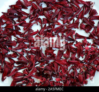 Hibiscus rouge, Roselle, également connu sous le nom de 'Jamaïque'. La profonde couleur rouge de citron ou de canneberges charnues calices saveur peuvent être pelés à boire le thé ou mangé. Banque D'Images