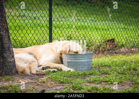 Chien couché dans un parc d'eau potable à partir d'un seau, fort de Soto, Florida, United States Banque D'Images