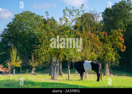 Dutch cow broute à côté d'un arbre dans la belle lumière du matin Banque D'Images