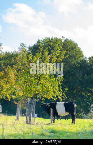 Dutch cow broute à côté d'un arbre dans la belle lumière du matin Banque D'Images