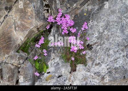 Conte de la digitale (Erinus alpinus) de plus en plus les crevasses Banque D'Images