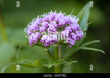 Valeriana pyrenaica (valériane des Pyrénées ou queue du chapon) fleurs d'herbe Banque D'Images