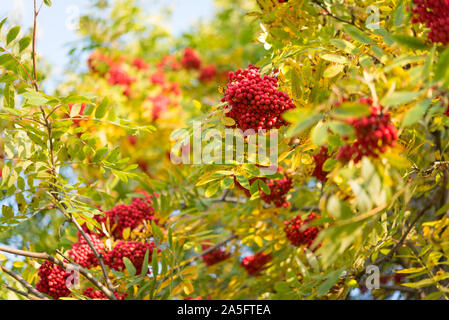 Couleurs d'automne - Rowan Tree avec des fruits rouges et le feuillage jauni. Un gros plan d'rowanberries avec beau bokeh, faible profondeur de champ. Banque D'Images