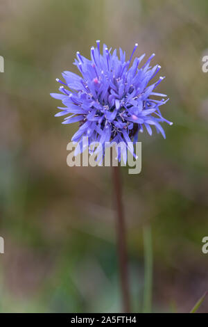 Bits de brebis (Jasione montana) flower Banque D'Images