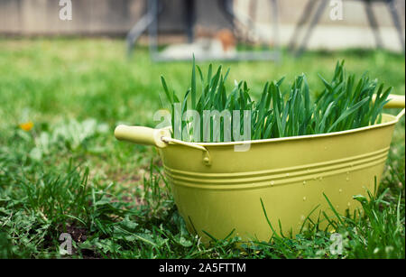 Photo d'un chat jaune semoir avec de l'herbe, et un chat de gingembre dans l'arrière-plan Banque D'Images