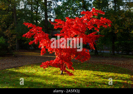 Belle japonaise maple, Acer palmatum, les feuilles des arbres en plein automne couleur rouge écarlate brillant dans un jardin à Surrey, au sud-est de l'Angleterre, Royaume-Uni Banque D'Images