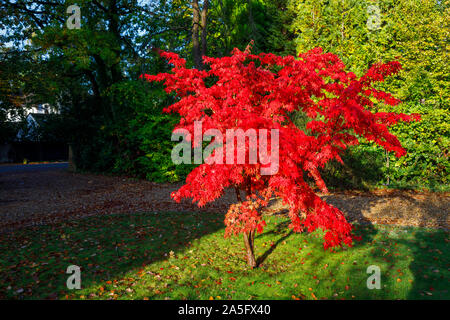 Belle japonaise maple, Acer palmatum, les feuilles des arbres en plein automne couleur rouge écarlate brillant dans un jardin à Surrey, au sud-est de l'Angleterre, Royaume-Uni Banque D'Images