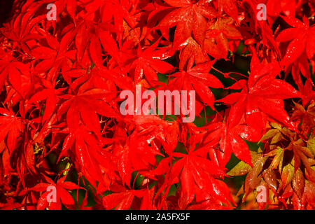 Belle japonaise maple, Acer palmatum, les feuilles des arbres en plein automne couleur rouge écarlate brillant dans un jardin à Surrey, au sud-est de l'Angleterre, Royaume-Uni Banque D'Images