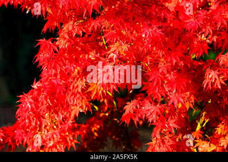 Belle japonaise maple, Acer palmatum, les feuilles des arbres en plein automne couleur rouge écarlate brillant dans un jardin à Surrey, au sud-est de l'Angleterre, Royaume-Uni Banque D'Images