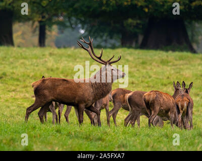 Red Deer Stag et Hinds, Studley Royal Park, North Yorkshire, UK. Banque D'Images
