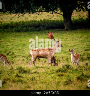 Daims et Buck, n'Studley Royal Park, North Yorkshire, UK. Banque D'Images