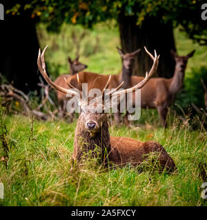 Red Deer Stag et Hinds, Studley Royal Park, North Yorkshire, UK. Banque D'Images