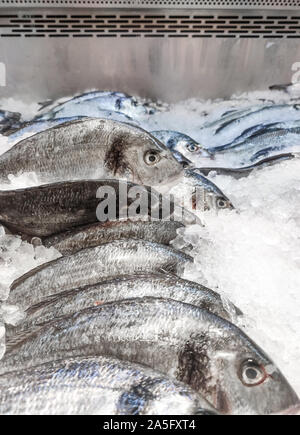 La dorade Sparus aurata sur glace au stand de fruits de mer. Dorada poisson ou la dorade sur fond de glace vente en supermarché Banque D'Images