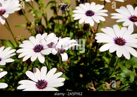 Fleurs blanches dans un jardin Banque D'Images