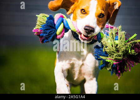 Chien Beagle sauter et courir comme un fou avec un jouet dans une piscine Banque D'Images