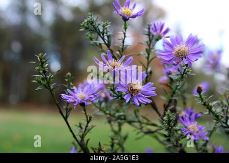 La fin de la floraison Purple Asters en Octobre Banque D'Images