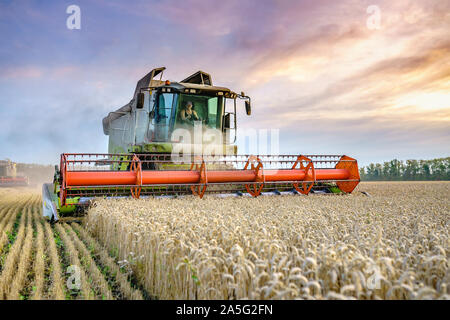 Les récoltes de blé mûr de moissonneuse-batteuse. Venu les oreilles de gold field sur le coucher de soleil orange fond ciel nuageux. . Concept d'une riche moisson. L'agriculture Banque D'Images