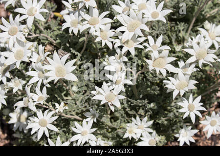 Fleur de flanelle australiennes indigènes Banque D'Images