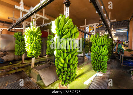 Bouquets de banane banane pendu dans l'usine d'emballage. L'industrie alimentaire . Banque D'Images