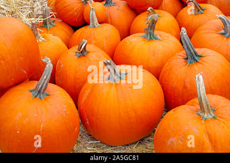 Pumpkins sur l'affichage Banque D'Images