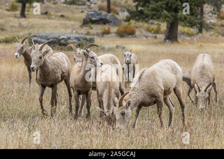 Un troupeau de mouflons le long de l'autoroute 200 à l'ouest de Thompson Falls, Montana. Banque D'Images