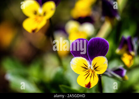 Close up of beau jaune et violet pansy capitule. Banque D'Images