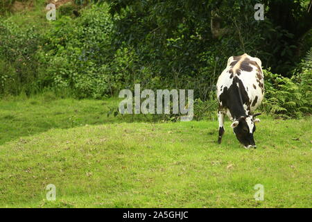 Ruminants - photographiés de Munnar au Kerala en Inde qui est un lieu de plantations de thé et d'avoir beaucoup d'activités agricoles et tourisme Banque D'Images