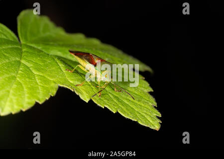 Forest stink bug sur une feuille verte, gros plan sur un fond sombre Banque D'Images