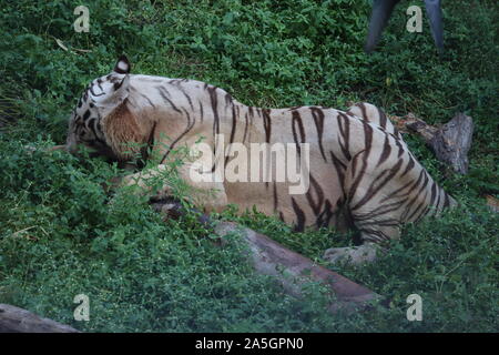 C'est une très rare tourné d'un tigre blanc sauvage.tigre blanc à tendance.big white tiger lying on grass close up. Banque D'Images