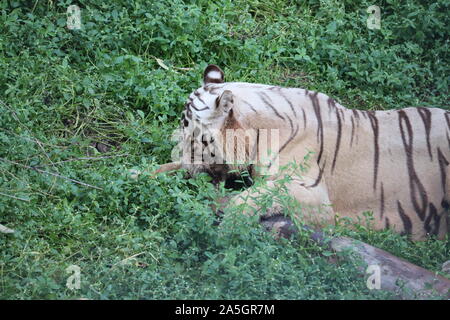C'est une très rare tourné d'un tigre blanc sauvage.tigre blanc à tendance.big white tiger lying on grass close up. Banque D'Images
