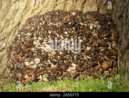 Poule des bois, champignons Grifola frondosa, croissante à la base d'un chêne. Il pousse souvent à la base d'un tronc où la foudre a frappé. Banque D'Images