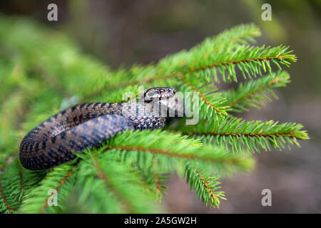 Serpent Gros plan viper toxiques en été sur la branche d'arbre . Vipera berus Banque D'Images