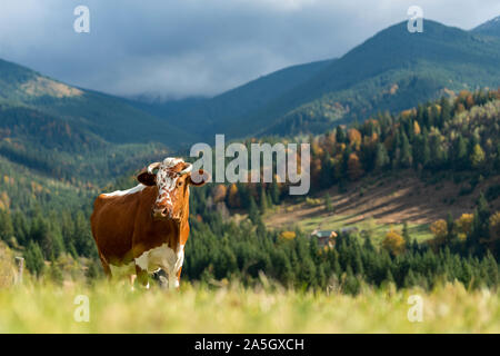 Brown mountain vaches qui paissent sur les pâturages en été. Concept de l'agriculture Banque D'Images