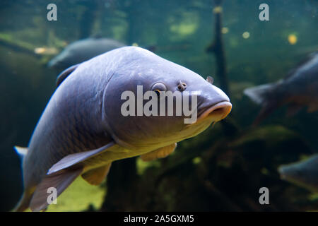 Les poissons d'eau douce carpe (Cyprinus carpio) dans l'étang. Underwater dans le lac. Des animaux de la vie sauvage Banque D'Images