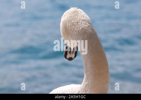 Photo arrière d'un magnifique Swan qui est à la recherche vers l'eau. Capturés sur le lac de Lugano dans le Canton du Tessin, Suisse Banque D'Images