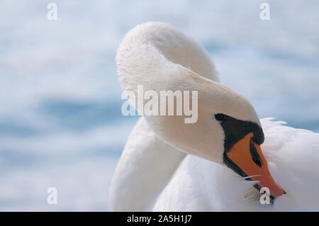 Close up photo d'un magnifique Swan avec l'eau dans l'arrière-plan. Capturés sur le lac de Lugano dans le Canton du Tessin, Suisse Banque D'Images