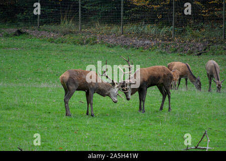 Portrait de puissants majestueux rouge adultes berghoff en automne automne combats forêt Banque D'Images