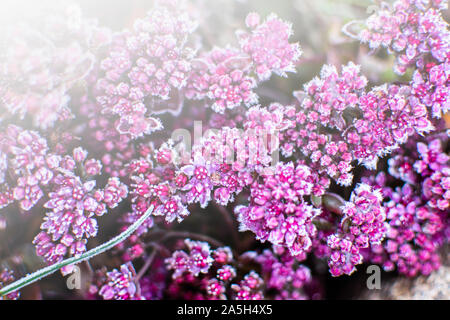 Premières gelées sur de petites fleurs rouges avec chute magnifiquement la lumière du soleil, la fin de l'automne. Fond naturel. Vue de dessus, Close up. Banque D'Images