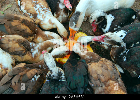 Canards oies et canards de Barbarie manger citrouille dans la volaille. L'alimentation des volailles dans une cour Banque D'Images